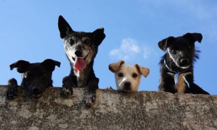 Going In On The Dogs Of The Dow 2023