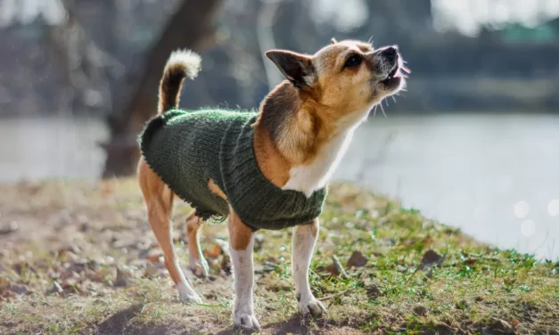 Dogs of the Dow 2023, All Bark No Bite