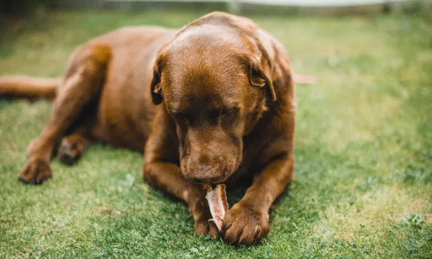 The Dogs Of The Dow Quickly Devoured My Returns